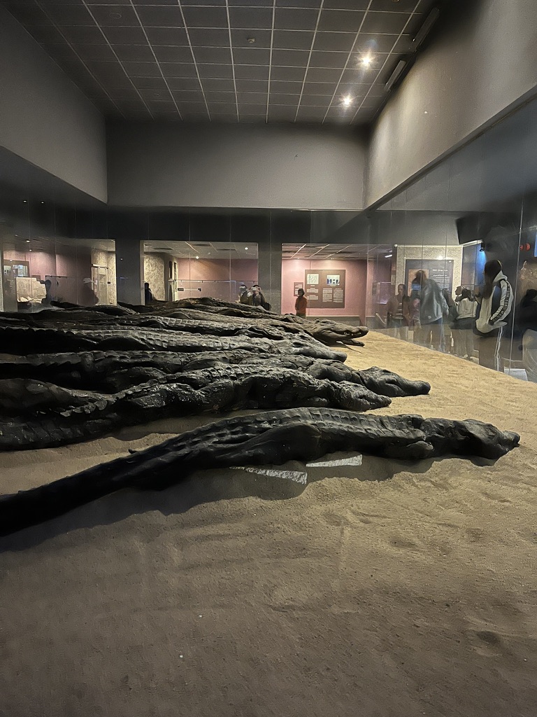 A row of mummified Nile crocodiles on display, recovered from a nearby ancient cemetery and once revered as the living incarnations of the god Sobek.