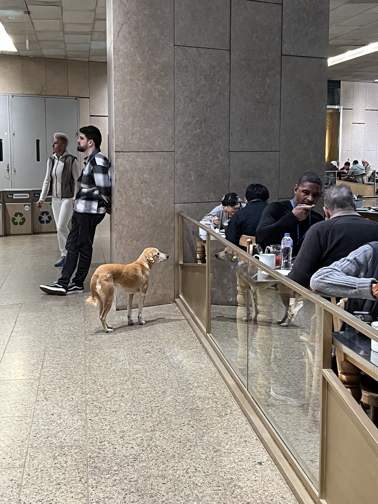 A tan-colored dog with a yellow ear tag standing near a restaurant in the GEM's dining area.