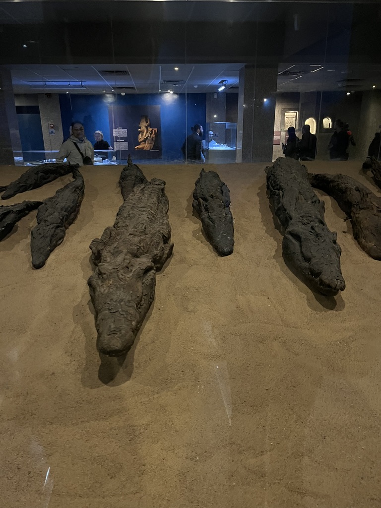 A row of ancient mummified crocodiles on display in the Crocodile Museum at the Temple of Kom Ombo.